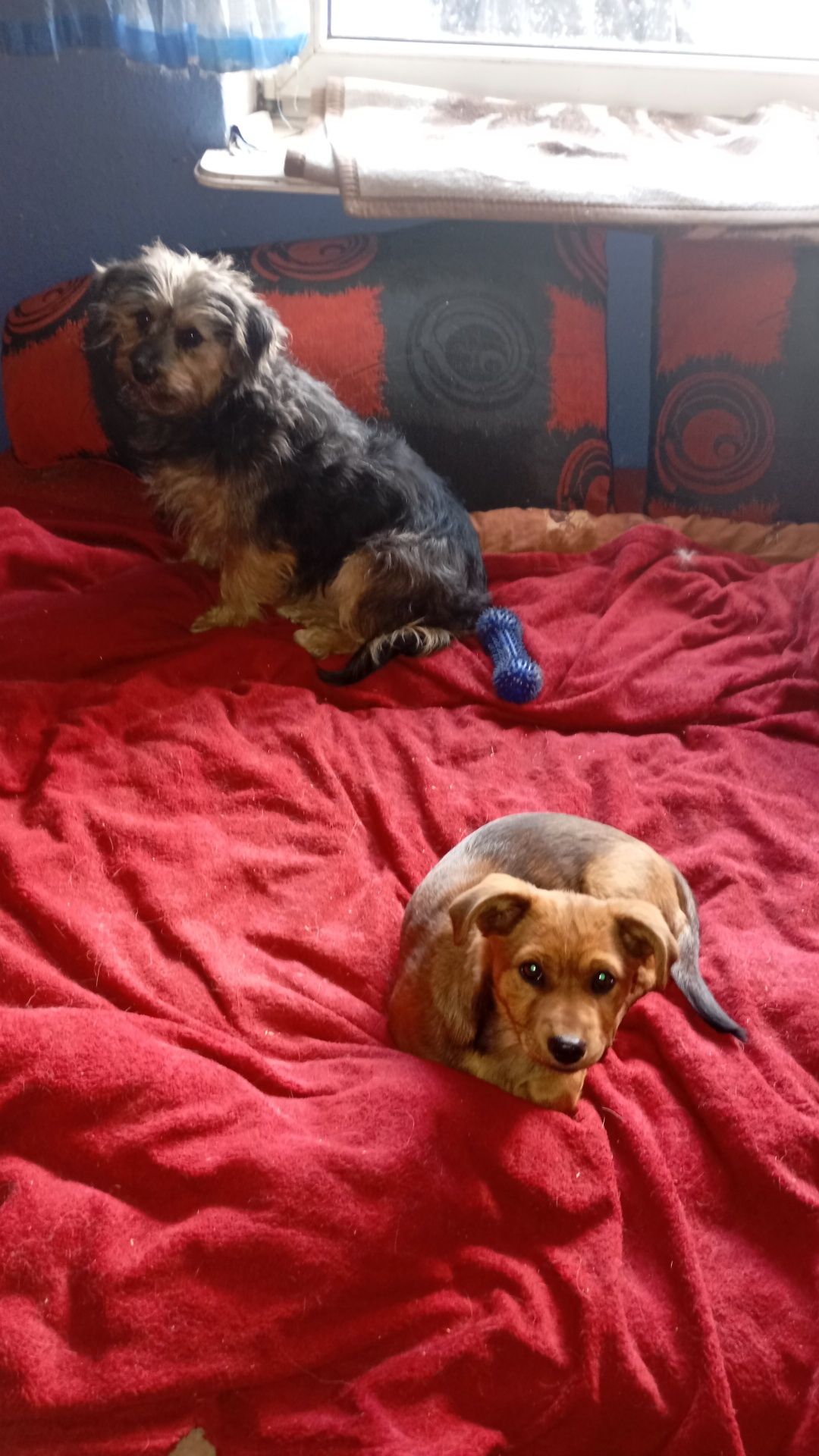Zwierzaki polecają się do adopcji
