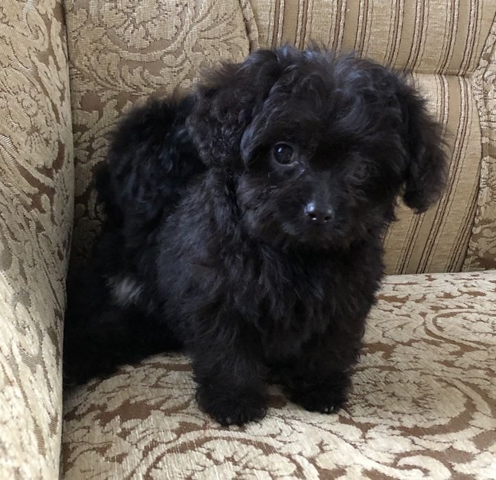 Маленькі ведмедики