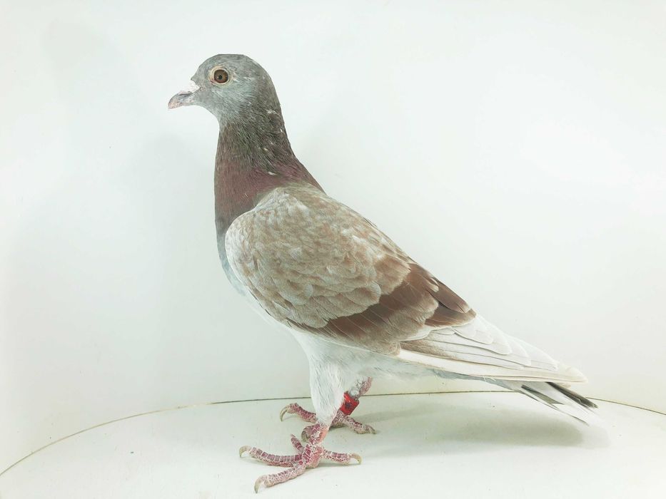 Gołębie pocztowe- lotowane samczyki