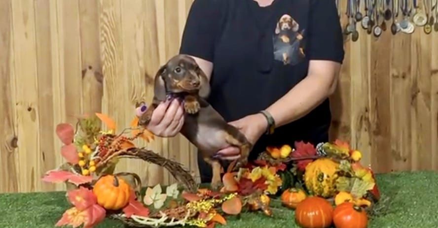 Jamnik miniaturowy suczka FCI