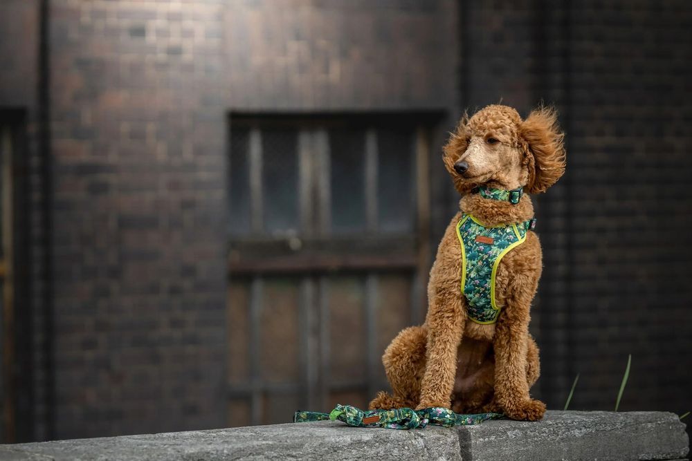 obroża dla małych piesków pinczer szpic bichon s 15 mm zielona nadruk