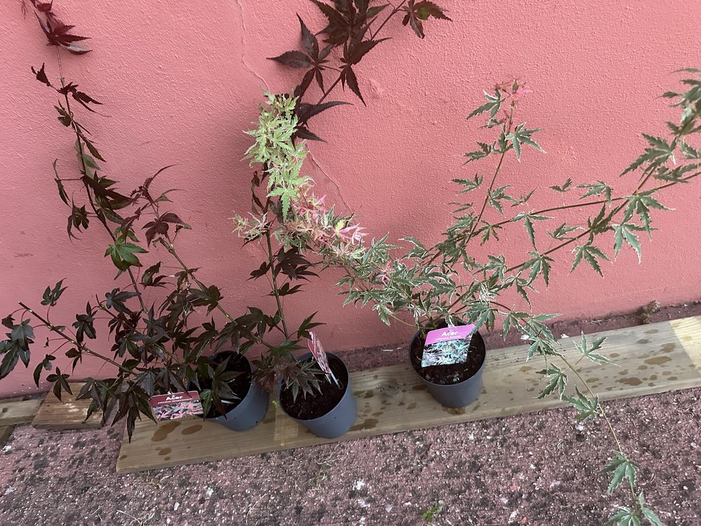 Plantas acers variados