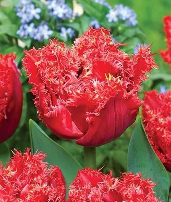 Tulipany mieszane specjalne odmiany 100 cebulek za 79 zł