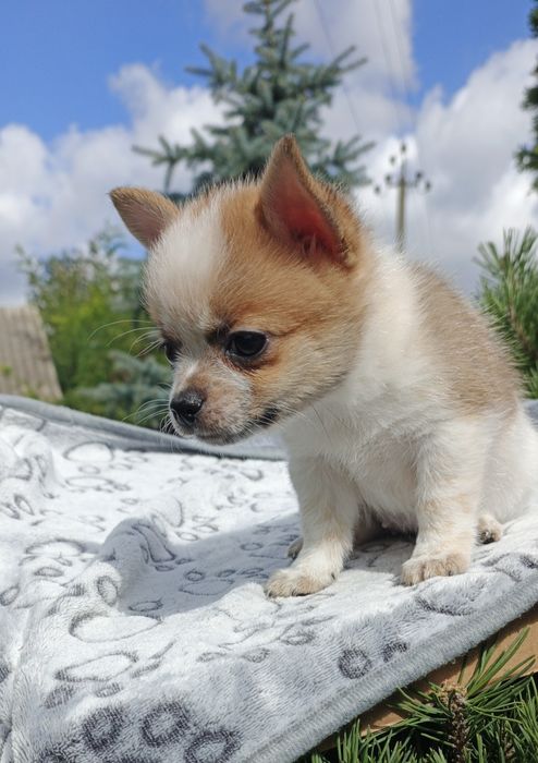 Ефектна дівчинка готова до броні