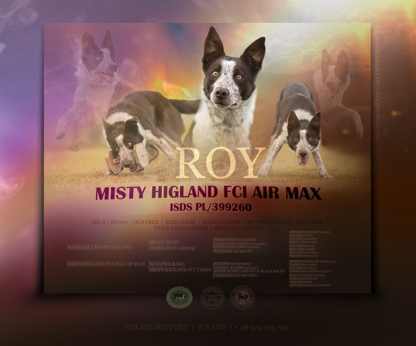 Border collie - Wrocław linia vers Zkwp Zapowiedż miotu.