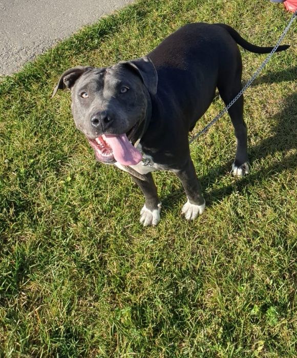 Amstaff blue suczka