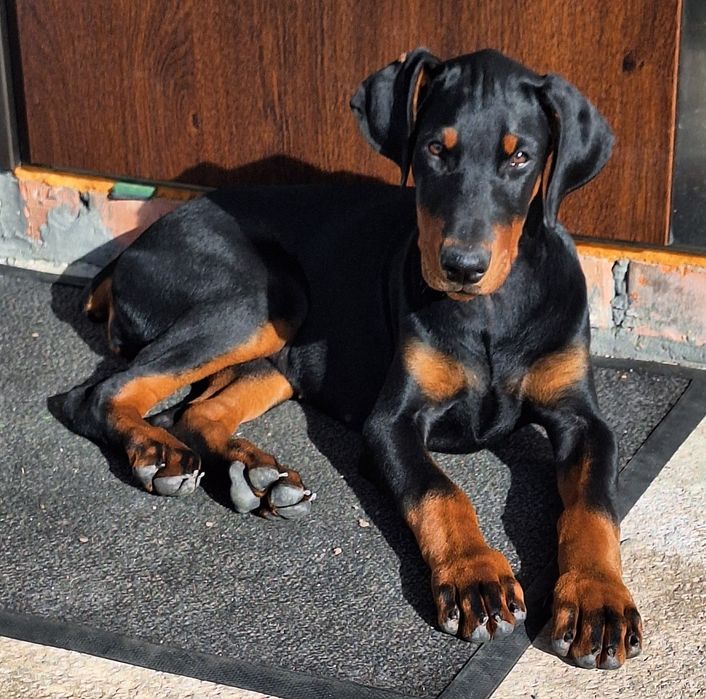 Цуценята добермана