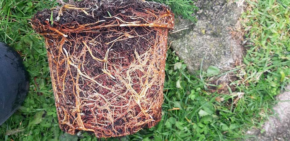 Tuja Szmaragd Szmaragdowa Tuje Szmaragdy 90CM Wys hodowane w doniczce