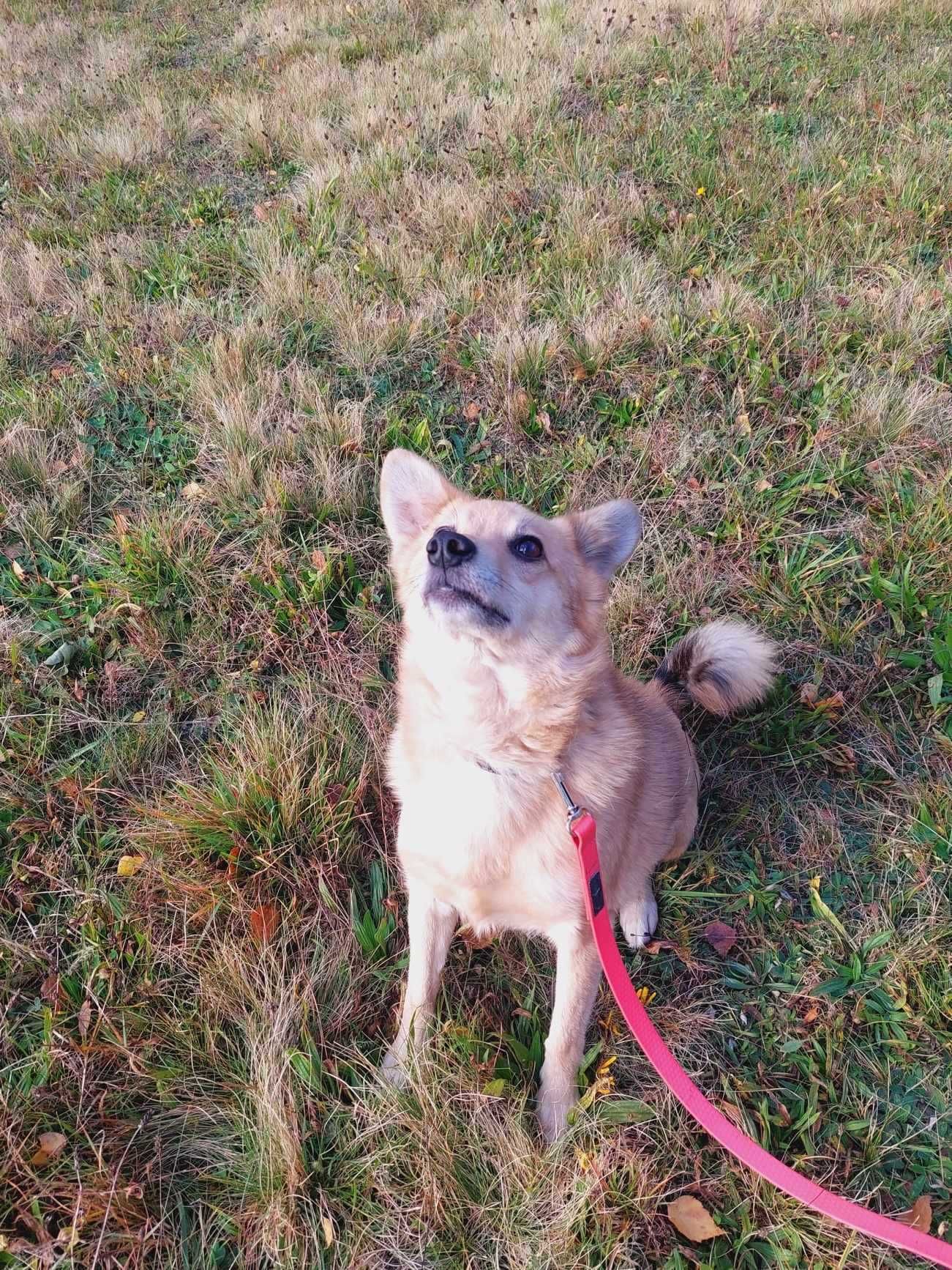 Płowik vel Gruby cudownie rozkoszny psiak szuka rodzinki dla siebie