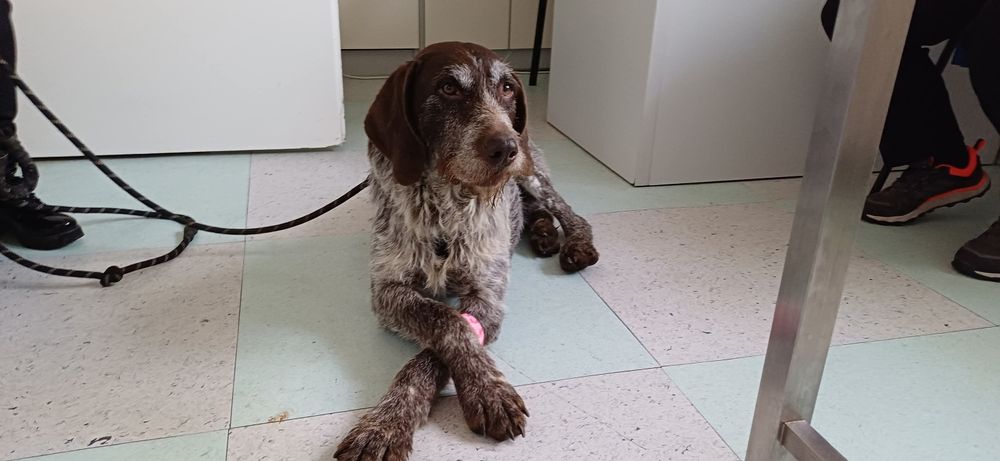 Oluś szuka kochającego domu