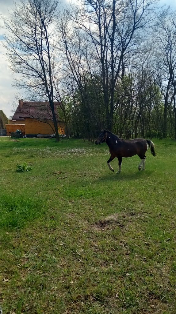 Roczny ogierk pół hucuł