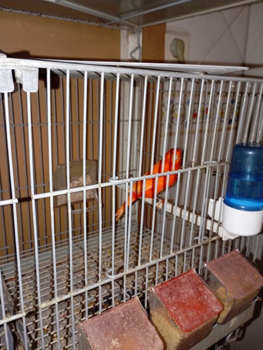 Canaria de 2025 vermelha