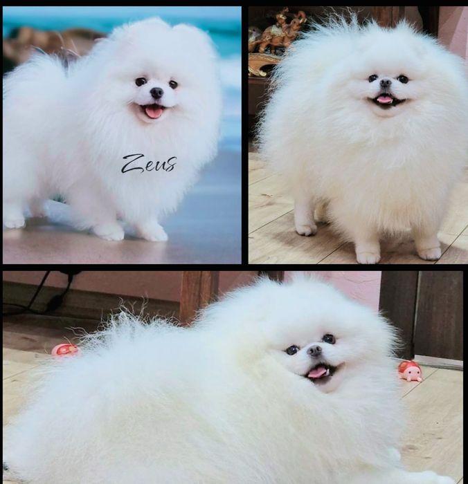 Szpic miniaturowy FCI Pomeranian ZKwP BOO