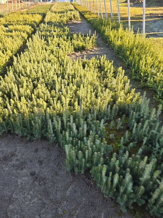 świerk pospolity, srebrny, srebrzysty serbski 2letnia sadzonka