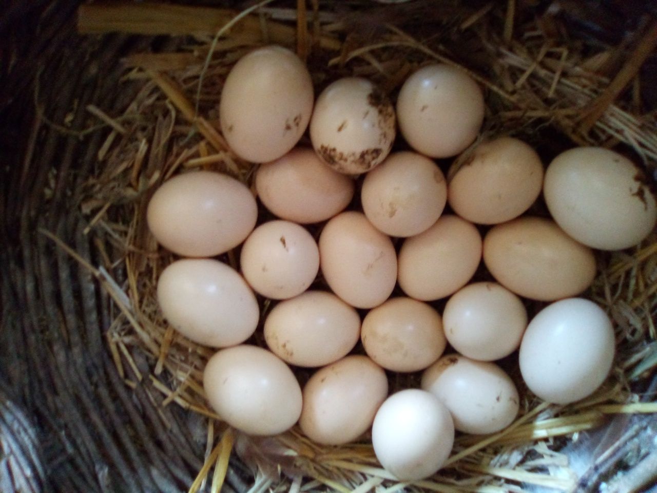 Ovos galados de cokichos de raça