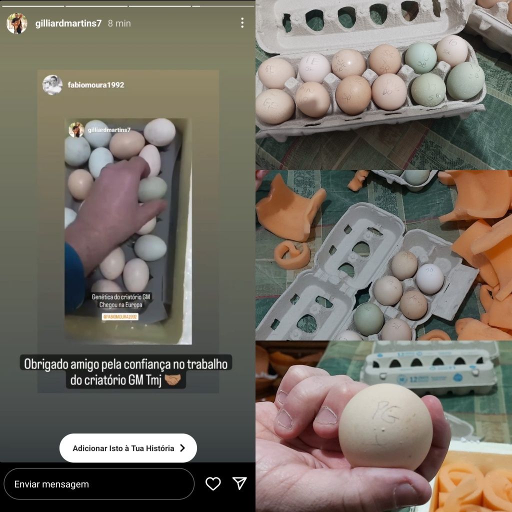 Ovos de Índio Gigante