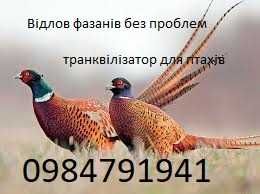 Вилов фазанів без ловушки