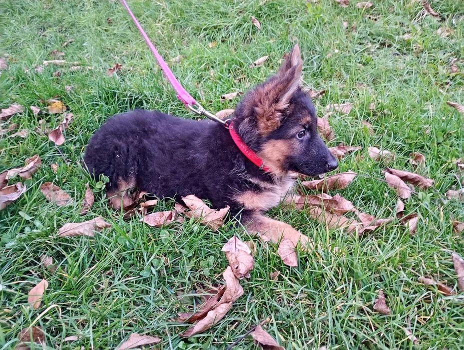 Owczarek Niemiecki SZCZENIAK