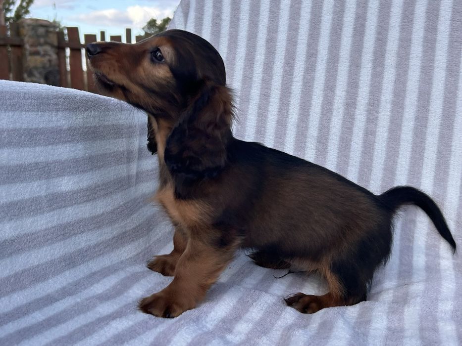 Jamnik długowłosy miniaturowy króliczy FCI