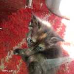 Отдам котят , белый мальчик рижий мальчик чорная девочка