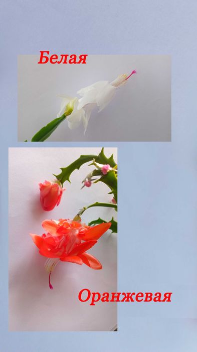 Шлюмбергера (рождественник). Взрослые кустики. Разный цвет.