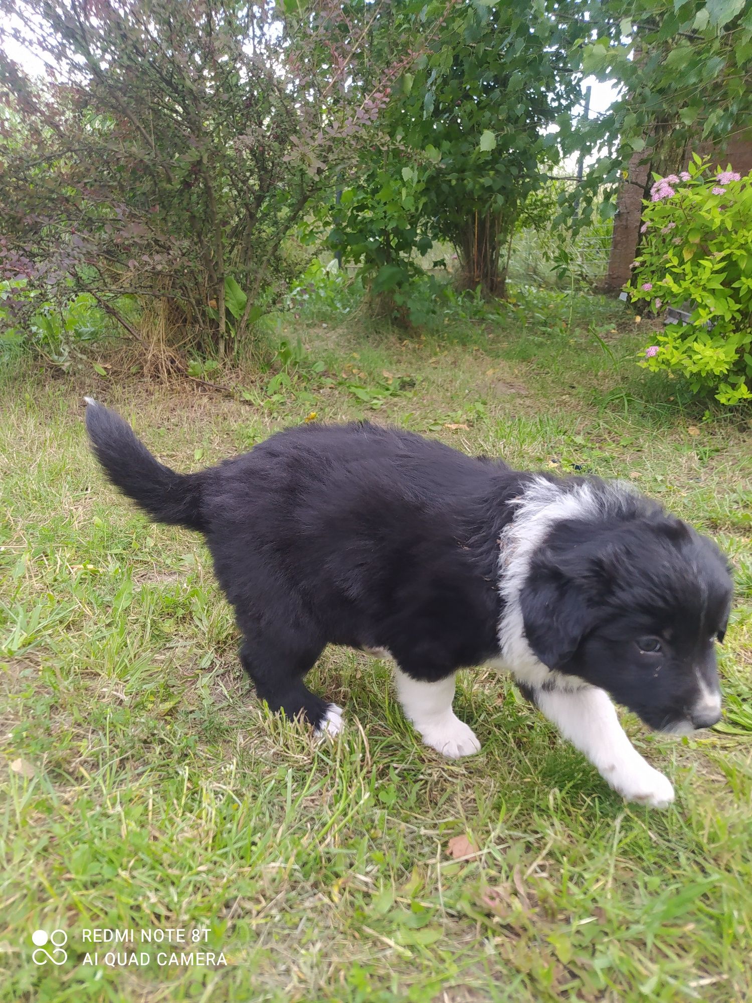 Border Collie - Czarno-biała