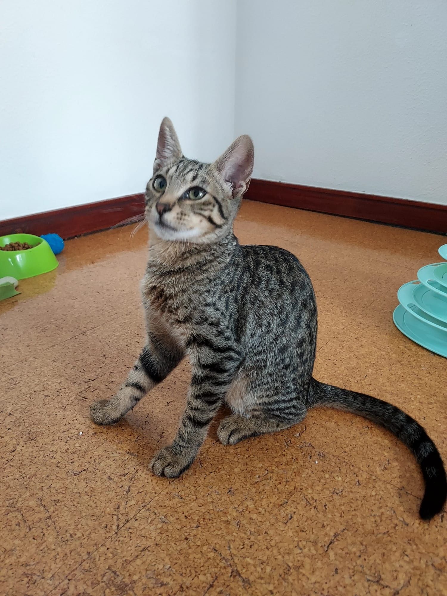 Gatinha 4 meses para adoção