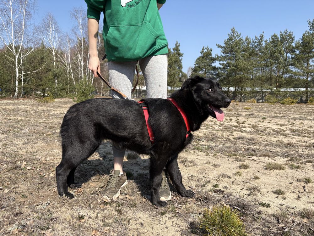 Loca w typie labradora szuka domu!
