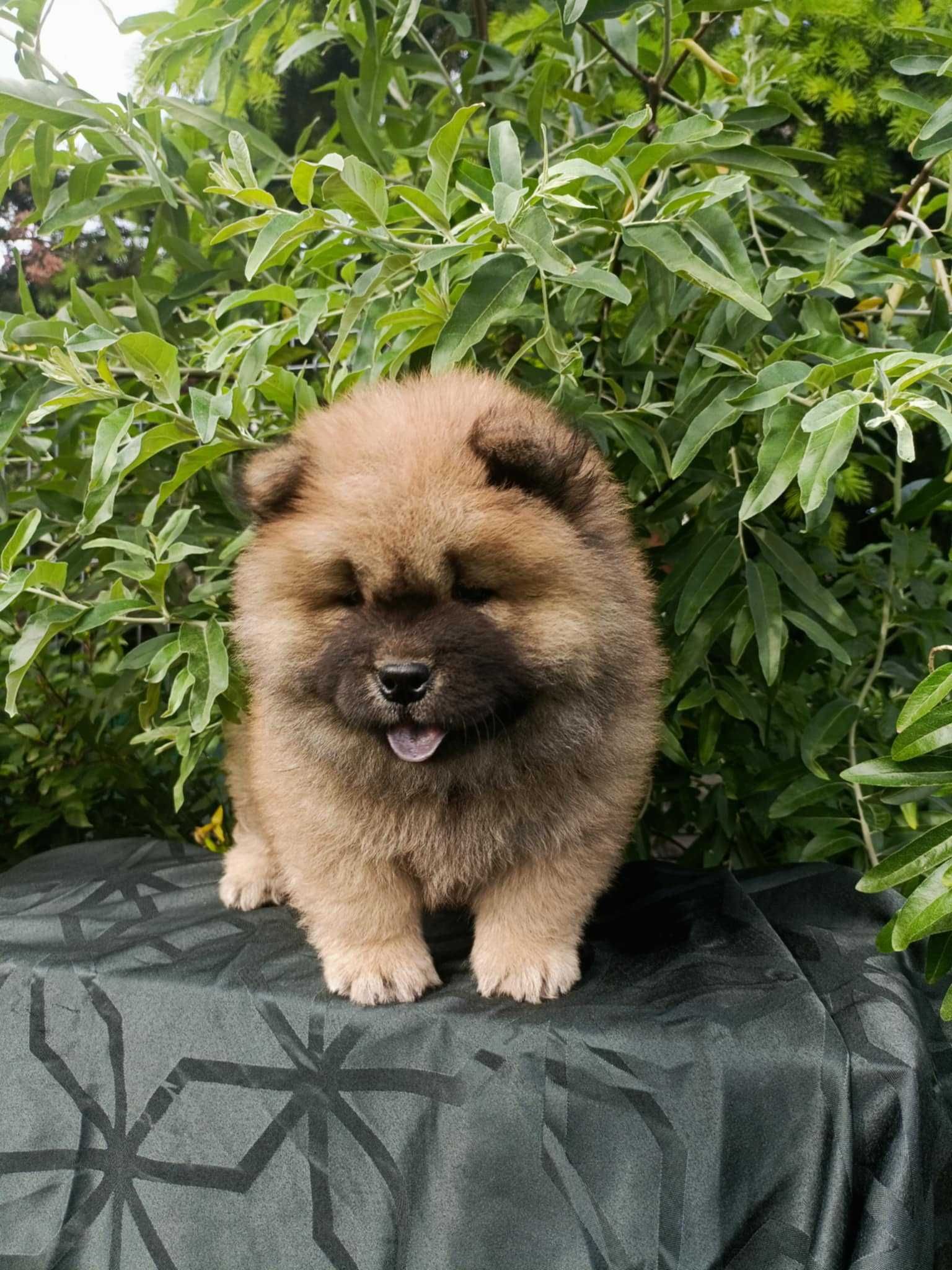 Wzorcowy Chow Chow Czał Czał piękny exterrier rodzice FCI