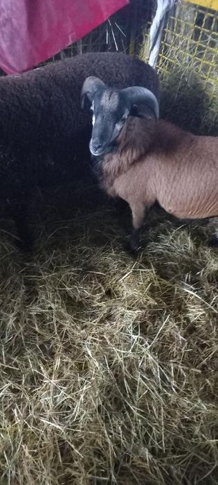 Sprzedam koziołka widocznego na zdjeciu