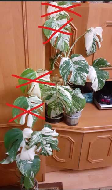 BIAŁA odmiana - Monstera VARIEGATA
