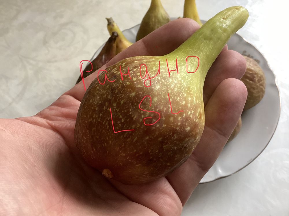 Саджанці інжиру Рандіно