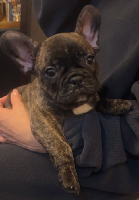 Buldog Francuski – Chłopcy/ rodzice FCI do rezerwacji