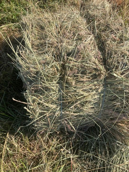 Продам сіно лугове