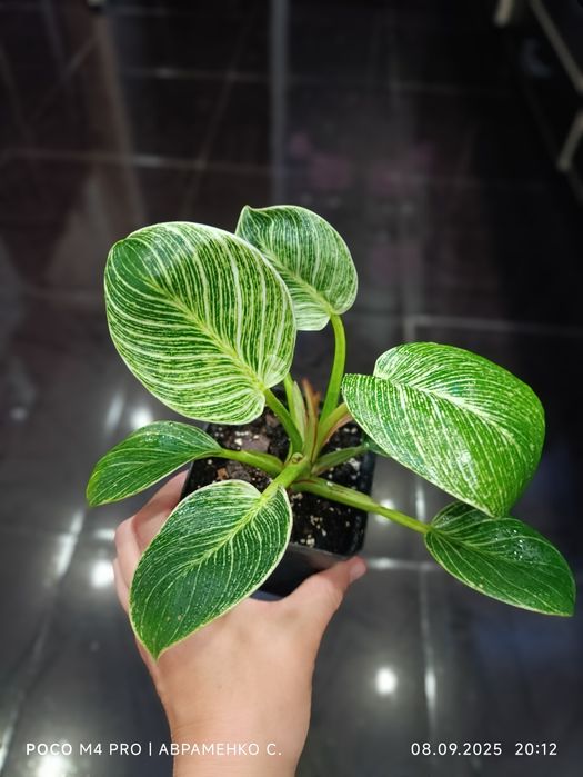 Рослини за доступними цінами