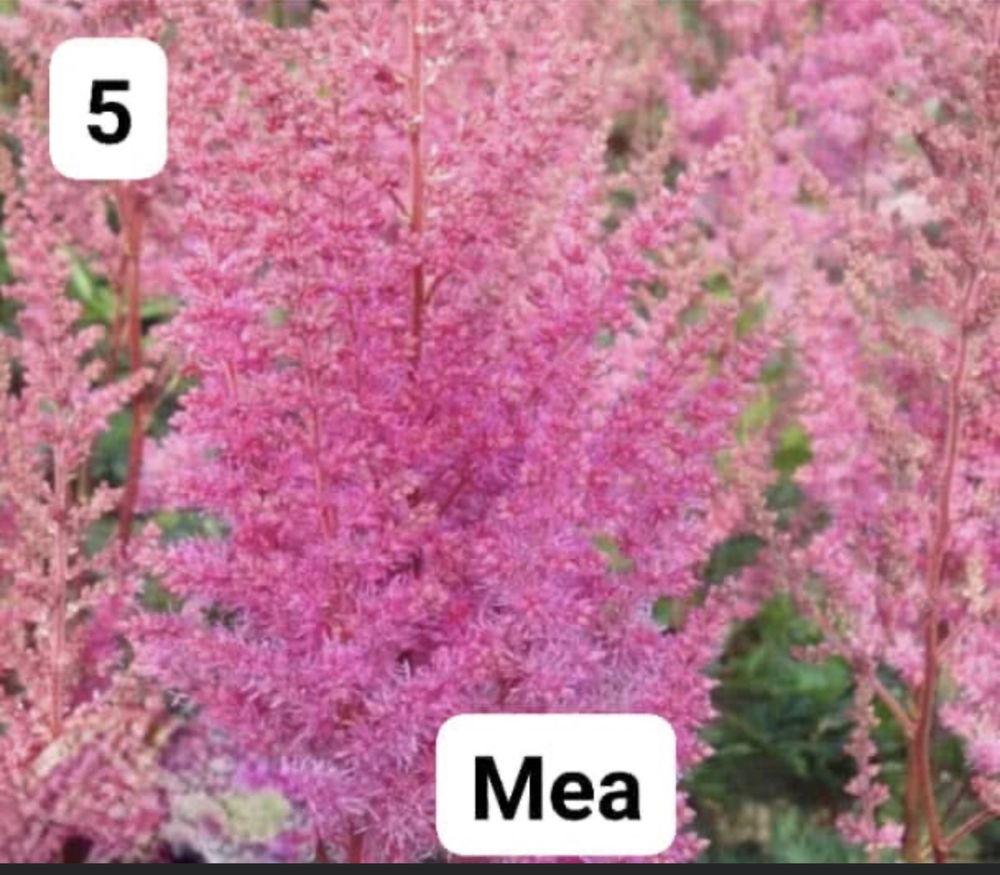 Астильба корневище