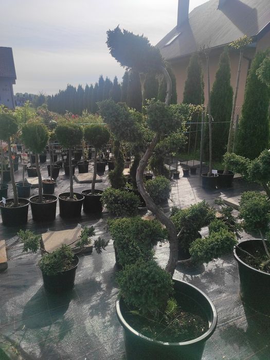Jałowiec formowany 200cm.  Bonsai
