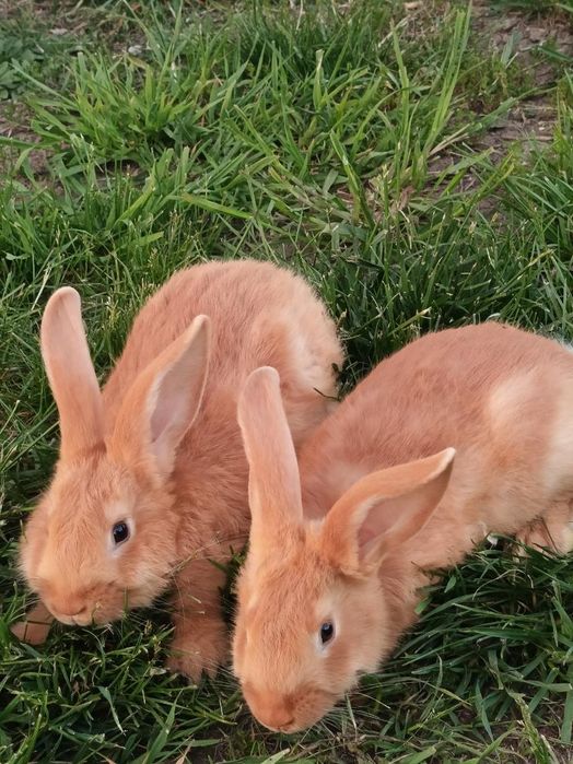 Sprzedam kroliki burgundy młode