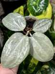 Хойя Latifolia silver, hoya