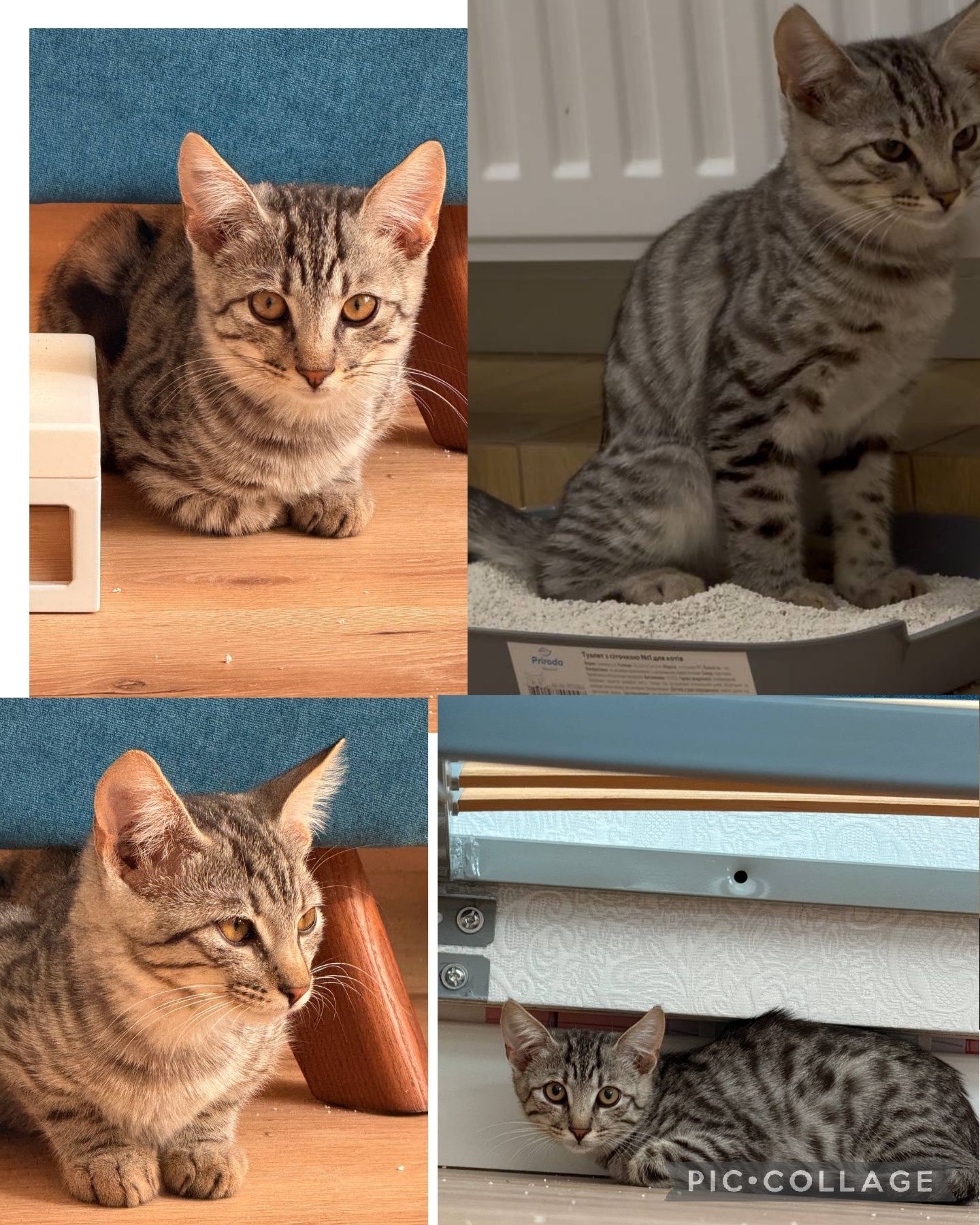 Кошеня хлопчик. Тигровий. Таббі
