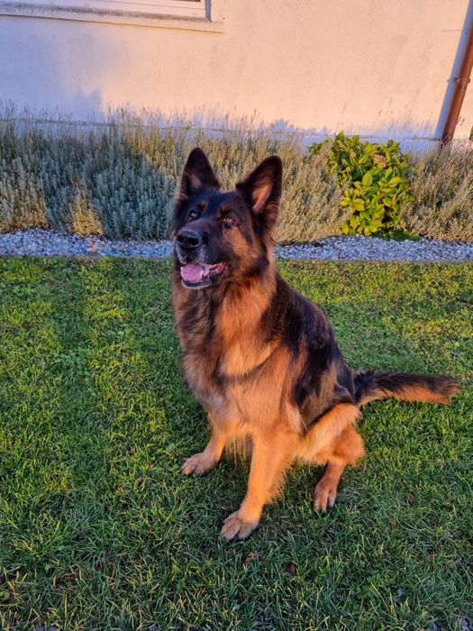 Oddam suczka Owczarek Niemiecki Długowłosy