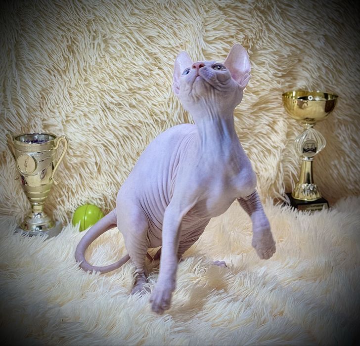 Разноглазый Канадский сфинкс, клуб родословная WCF, доставка заграницу