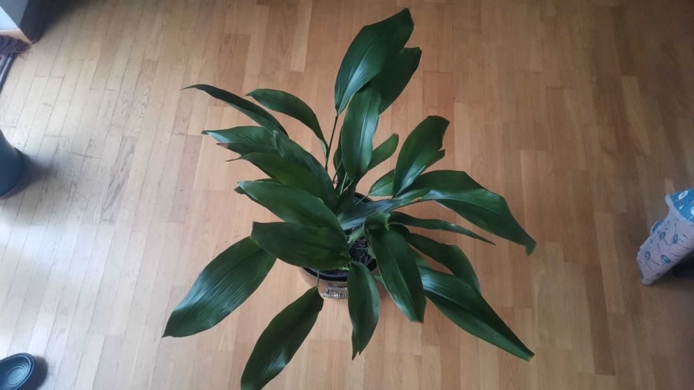 roślina kwiatek kwiat  żelazny liść Aspidistra wyniosła 65 cm
