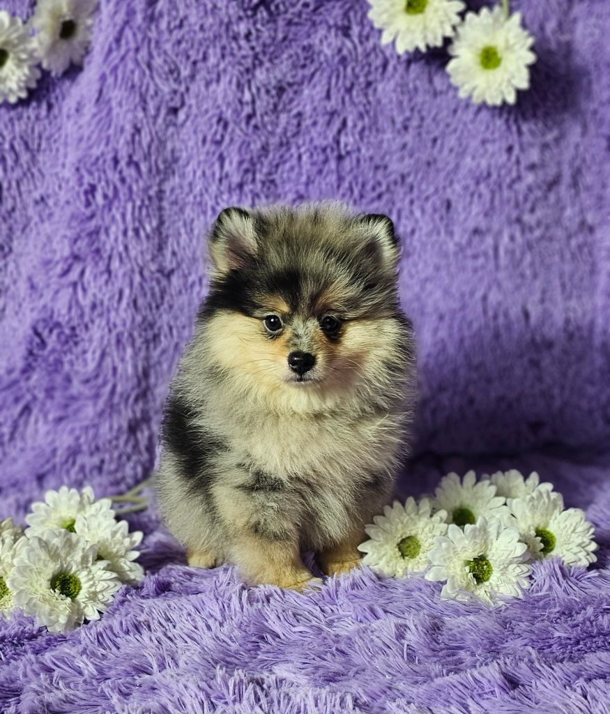 Szpic miniaturowy pomeranian blue merle & tan