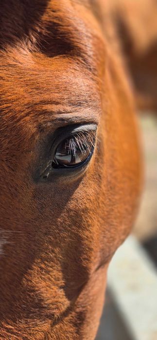 Lindo cavalo PSL com elegância e doçura