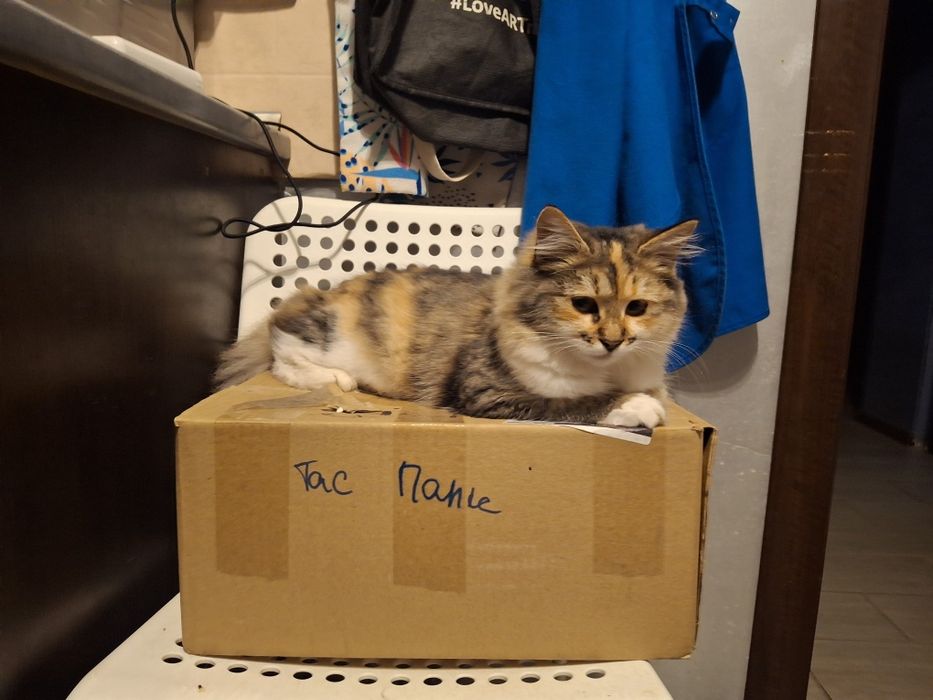 Молоденька стерильна киця.