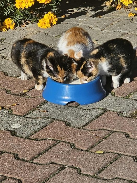 Kotki ,Kot oddam w dobre ręce