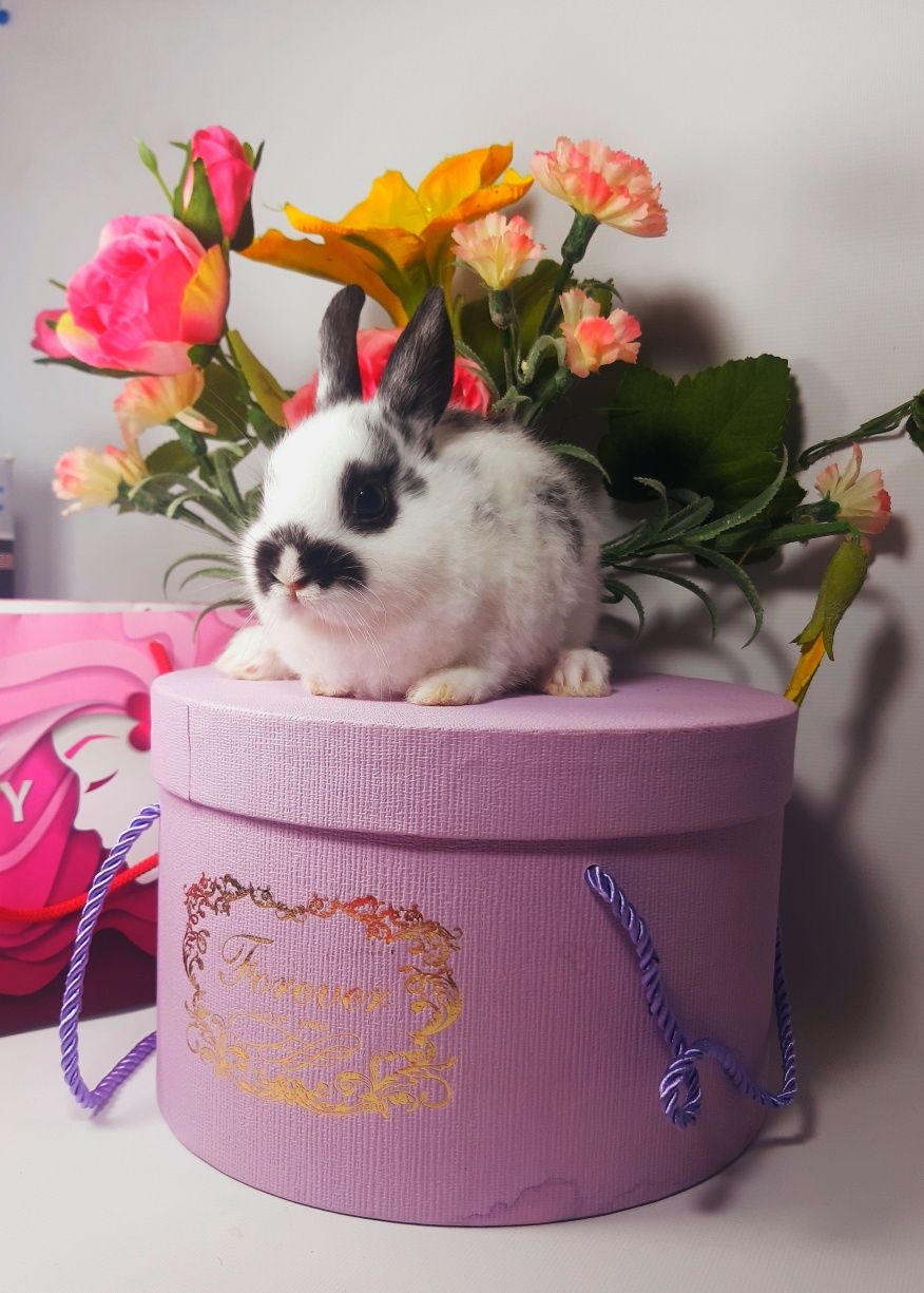 Карликовые мини кролики,міні кролик,декоративные,декоратиані,цветной