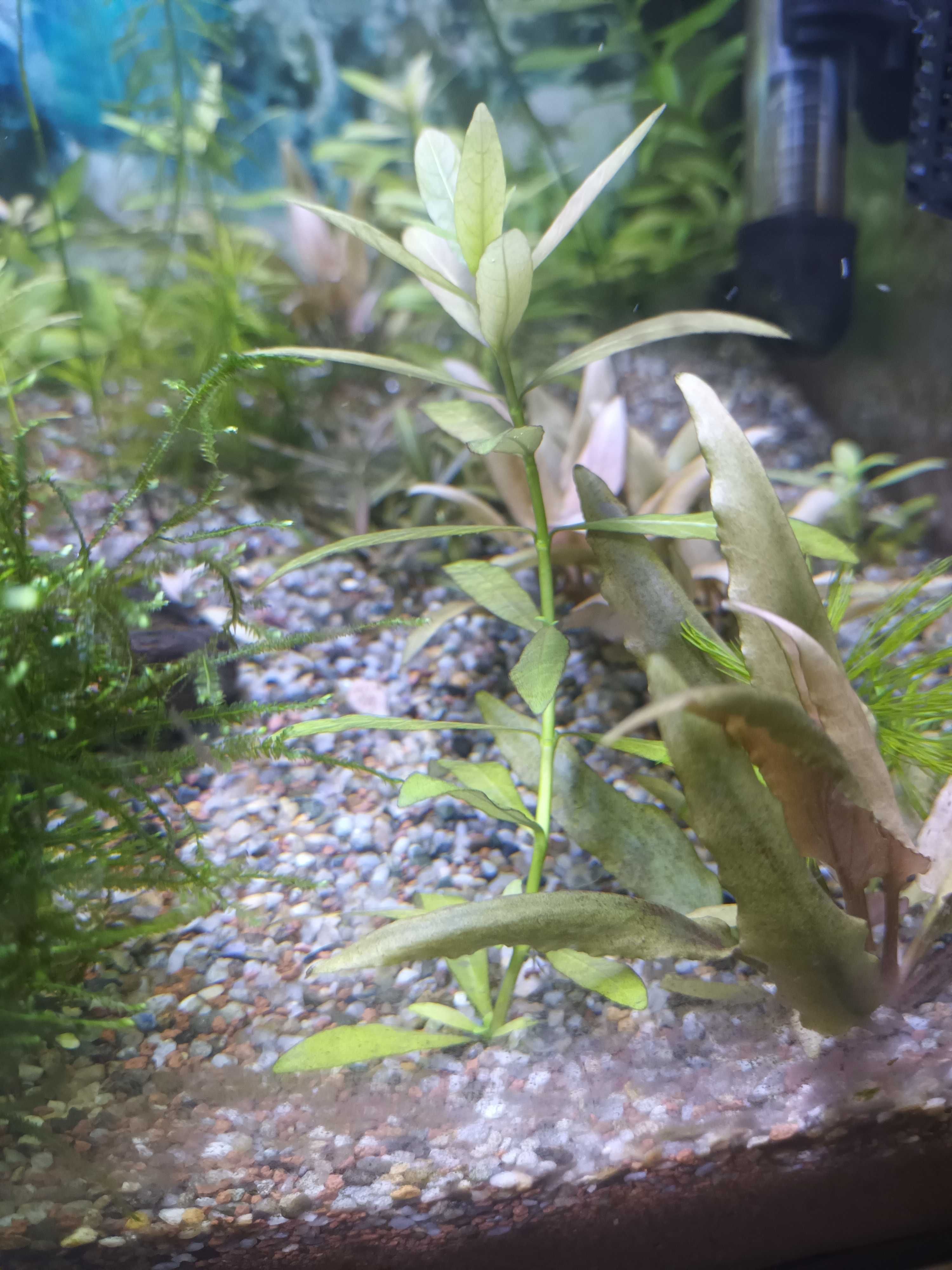 Plantas  podas e pés para aquário