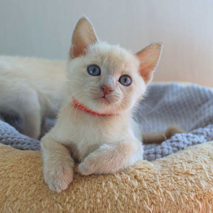 Kotka tonkijska, hodowla Zona Grigia Pl, rodowód, kastracja, wyprawka.